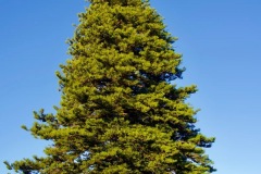 Bewitching tree found in the Sydney Royal Botanical Garden. Species of Norfolk Island Pine.